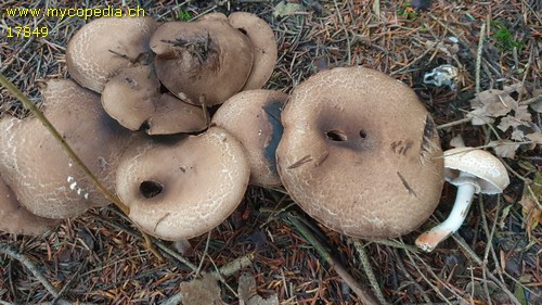 Agaricus silvaticus - 