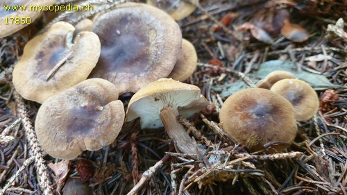 Calocybe obscurissima - 