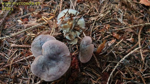 Calocybe obscurissima - 