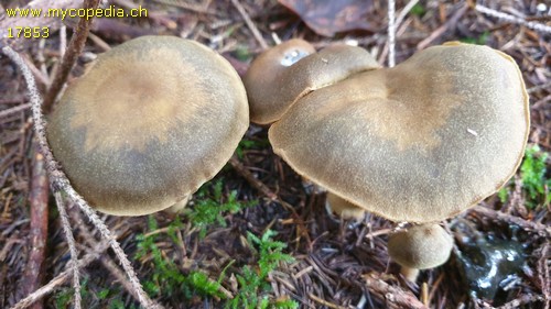 Cortinarius venetus - 