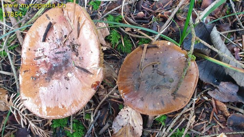 Cortinarius atrovirens - 