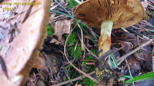 Cortinarius atrovirens - 