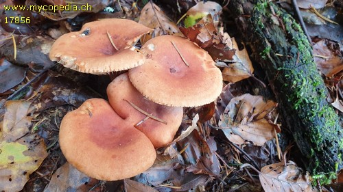 Lactarius fulvissimus - 