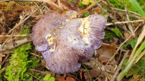 Cortinarius barrentium - 