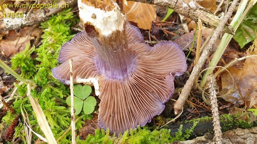 Cortinarius barrentium - 