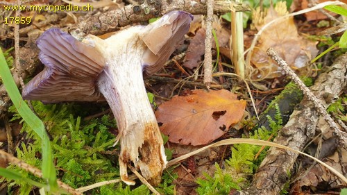 Cortinarius barrentium - 