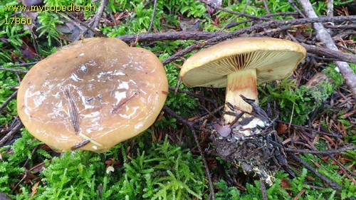 Cortinarius atrovirens - 