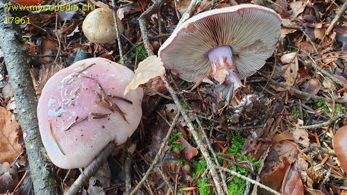 Cortinarius dibaphus - 