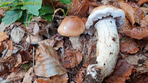 Cortinarius vulpinus - 