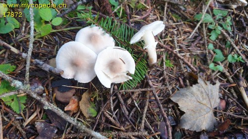 Cystoderma carcharias - 