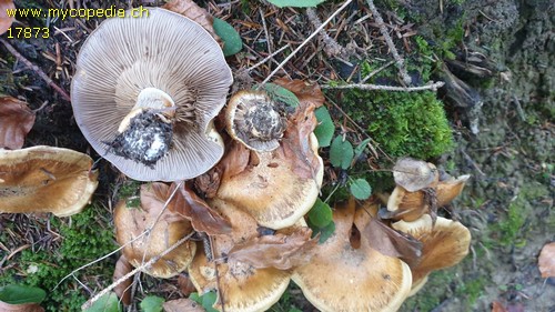 Cortinarius glaucopus - 