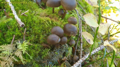 Mycena maculata - 