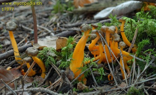 Cantharellus lutescens - 