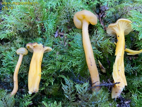 Cantharellus lutescens - 