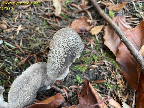 Tricholoma squarrulosum - 