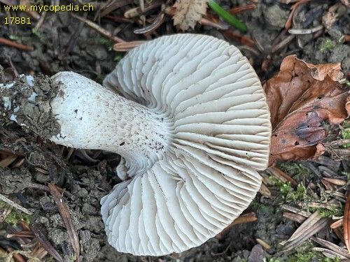 Tricholoma squarrulosum - 