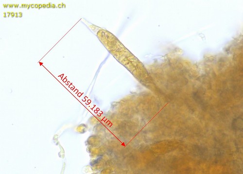 Scytinostromella heterogenea - Gloeozystiden - 