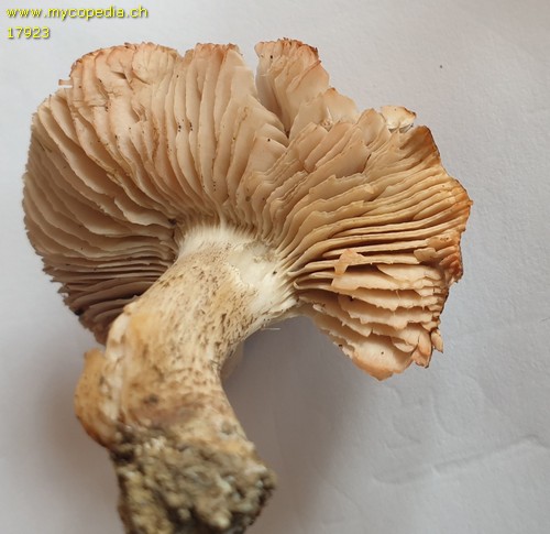 Tricholoma orirubens - 