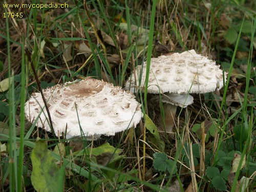 Chlorophyllum rhacodes - 