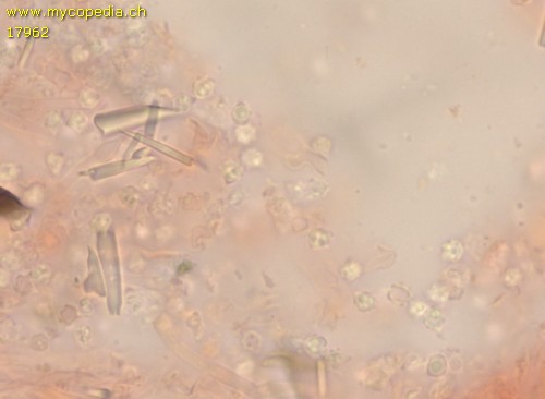 Trechispora microspora - 