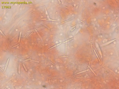 Trechispora microspora - 