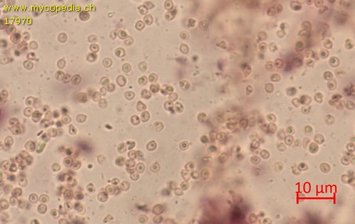 Ceraceomyces sublaevis - 