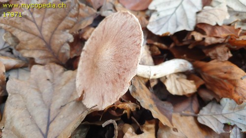 Cortinarius phaeosmus - 