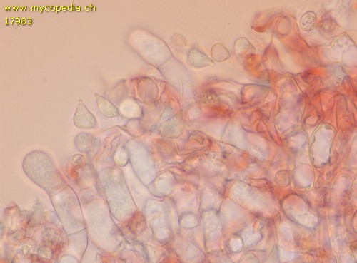 Rhizoctonia fusispora - 