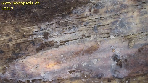 Phlebiella tulasnelloidea - 