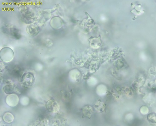 Phlebiella tulasnelloidea - 