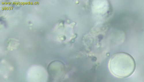 Phlebiella tulasnelloidea - 