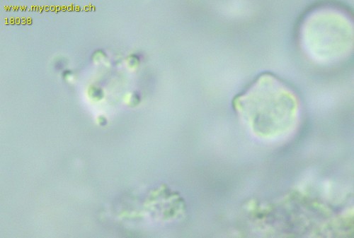 Phlebiella tulasnelloidea - 