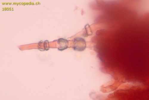 Hyphodontia alutaria - 