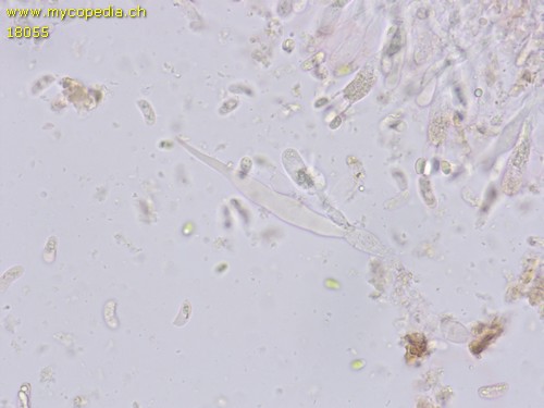 Peniophorella pallida - 