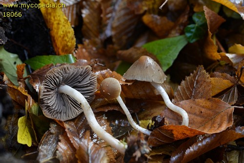 Psathyrella fagetophila - 