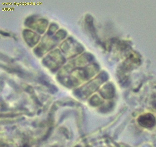 Caesiodiscus populicola - Spore/n - 