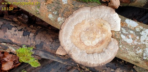 Trametes gibbosa - 