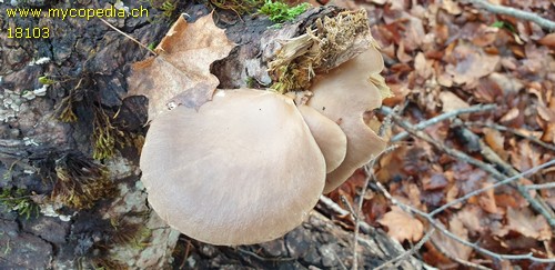 Pleurotus ostreatus - 