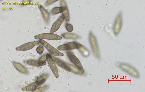 Bactrodesmium spec - 