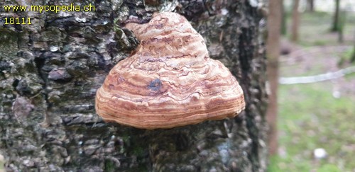 Phellinus igniarius - 