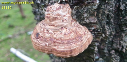 Phellinus igniarius - 