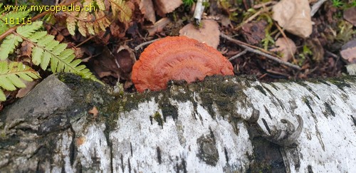 Pycnoporus cinnabarinus - 