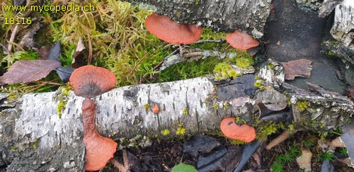 Pycnoporus cinnabarinus - 