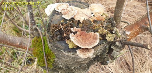 Trametes ochracea - 