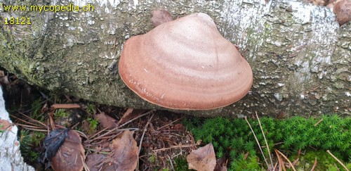 Piptoporus betulinus - 