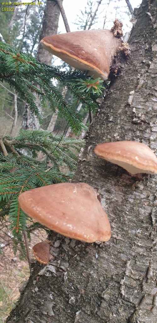 Piptoporus betulinus - 