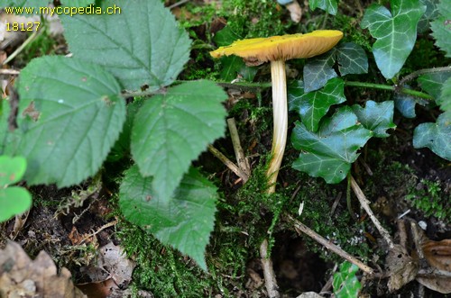 Pluteus leoninus - 