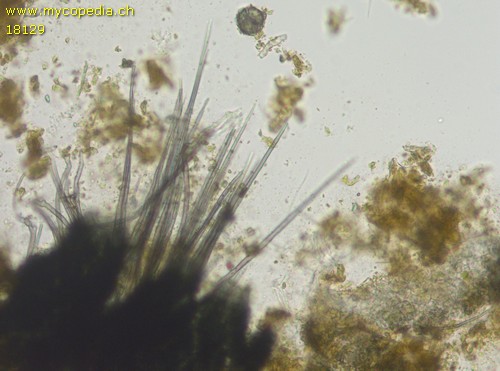 Podospora curvicolla - 