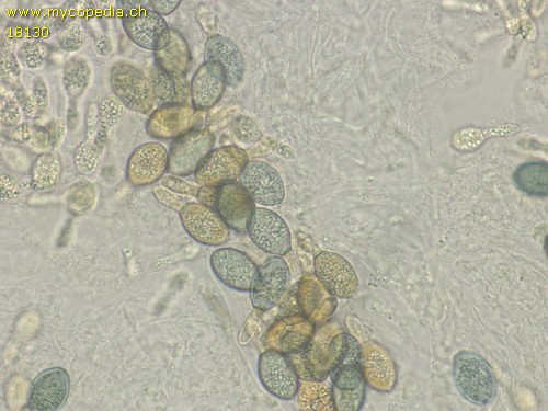 Podospora curvicolla - 