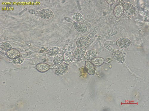 Podospora curvicolla - 